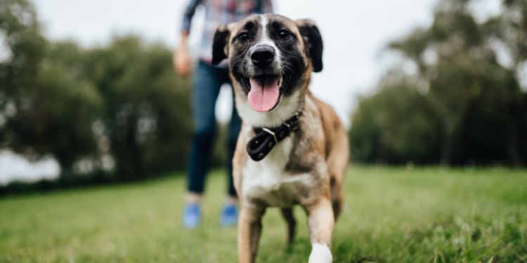 Viaggiare in Lussemburgo con un animale domestico